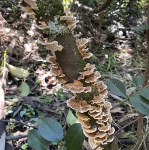 zz Polypore (shelf/hoof-like) at Karabar, NSW - 8 May 2022 01:20 PM