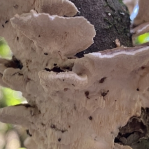 zz Polypore (shelf/hoof-like) at Karabar, NSW - 8 May 2022 01:20 PM