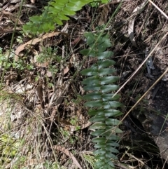 Pellaea falcata (Sickle Fern) at Googong, NSW - 8 May 2022 by Steve_Bok