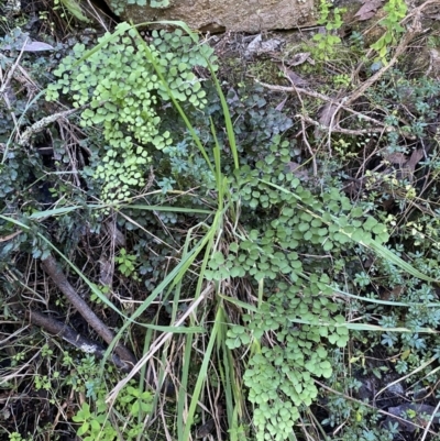 Adiantum aethiopicum (Common Maidenhair Fern) at Googong, NSW - 8 May 2022 by SteveBorkowskis