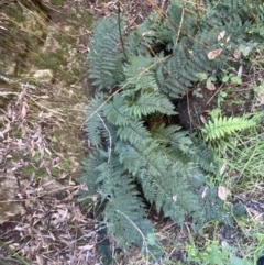 Polystichum proliferum (Mother Shield Fern) at Googong, NSW - 8 May 2022 by SteveBorkowskis