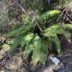 Blechnum nudum (Fishbone Water Fern) at Googong, NSW - 8 May 2022 by SteveBorkowskis