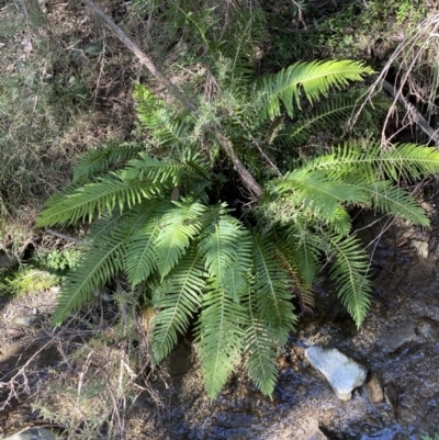 Blechnum nudum (Fishbone Water Fern) at Googong, NSW - 8 May 2022 by Steve_Bok