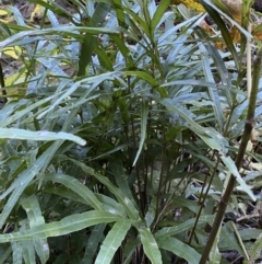 Pteris umbrosa (Jungle Brake) at Googong, NSW - 8 May 2022 by SteveBorkowskis