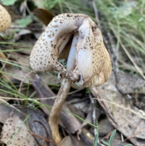 Macrolepiota clelandii at Karabar, NSW - 8 May 2022