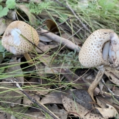 Macrolepiota clelandii at Karabar, NSW - 8 May 2022