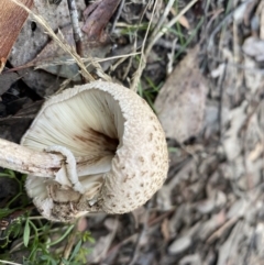 Macrolepiota clelandii at Karabar, NSW - 8 May 2022 11:44 AM