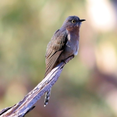 Cacomantis flabelliformis (Fan-tailed Cuckoo) at West Albury, NSW - 7 May 2022 by KylieWaldon