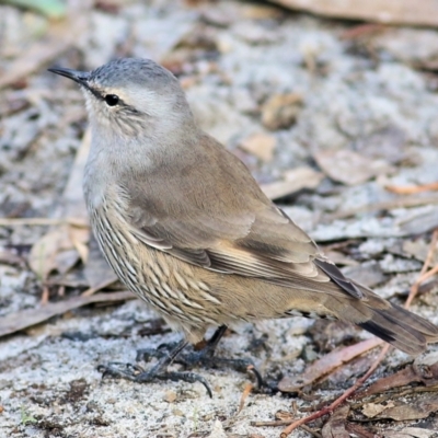 Climacteris picumnus (Brown Treecreeper) at West Albury, NSW - 7 May 2022 by KylieWaldon