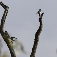 Artamus leucorynchus (White-breasted Woodswallow) at West Albury, NSW - 8 May 2022 by KylieWaldon