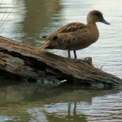 Anas gracilis (Grey Teal) at West Albury, NSW - 8 May 2022 by KylieWaldon