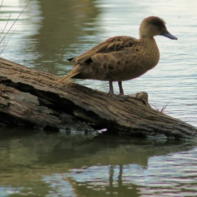 Anas gracilis (Grey Teal) at West Albury, NSW - 8 May 2022 by KylieWaldon