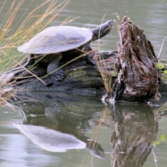 Emydura macquarii (Macquarie Turtle) at West Albury, NSW - 8 May 2022 by KylieWaldon