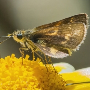 Taractrocera papyria at Googong, NSW - 8 May 2022