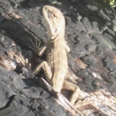 Amphibolurus muricatus at Tonderburine, NSW - 3 May 2022 by idlidlidlidl