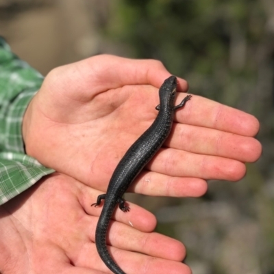 Unidentified Skink at Fortescue, TAS - 7 Dec 2017 by BrianHerps