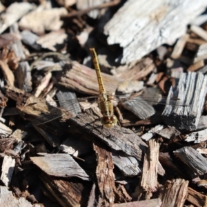 Diplacodes bipunctata at Cook, ACT - 8 May 2022