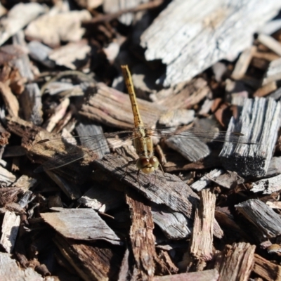 Diplacodes bipunctata (Wandering Percher) at Cook, ACT - 8 May 2022 by Tammy