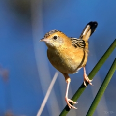 Cisticola exilis (Golden-headed Cisticola) at Jerrabomberra Wetlands - 8 May 2022 by DonTaylor