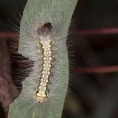 Uraba lugens (Gumleaf Skeletonizer) at Acton, ACT - 4 Feb 2022 by AlisonMilton