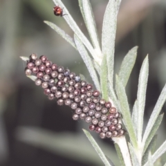 Oechalia schellenbergii (Spined Predatory Shield Bug) at Acton, ACT - 4 Feb 2022 by AlisonMilton