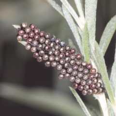 Oechalia schellenbergii at Acton, ACT - 4 Feb 2022 02:43 PM