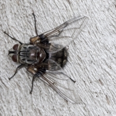Rutilia sp. (genus) (A Rutilia bristle fly, subgenus unknown) at Acton, ACT - 4 Feb 2022 by AlisonMilton