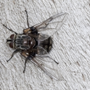 Rutilia sp. (genus) at Acton, ACT - 4 Feb 2022 03:14 PM