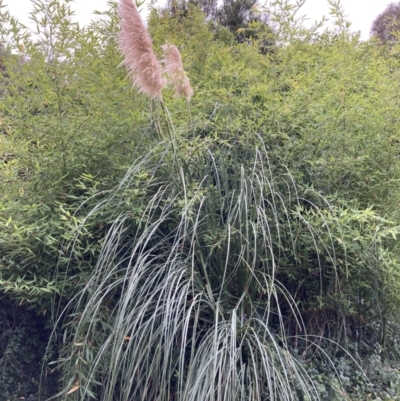 Cortaderia jubata (Pink Pampas Grass) at Macquarie, ACT - 27 Apr 2022 by theaoloughlin