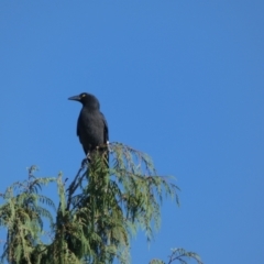 Strepera graculina (Pied Currawong) at McKellar, ACT - 15 Apr 2022 by Birdy