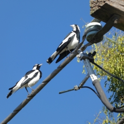 Grallina cyanoleuca (Magpie-lark) at McKellar, ACT - 16 Apr 2022 by Amata