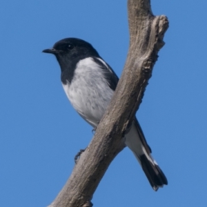 Melanodryas cucullata at Booth, ACT - 8 May 2022