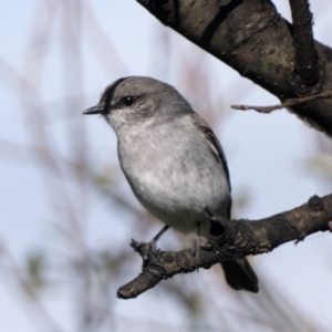 Melanodryas cucullata at Booth, ACT - 8 May 2022