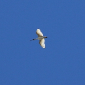 Threskiornis molucca at Campbell, ACT - 8 May 2022