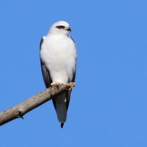 Elanus axillaris at Jerrabomberra, ACT - 8 May 2022