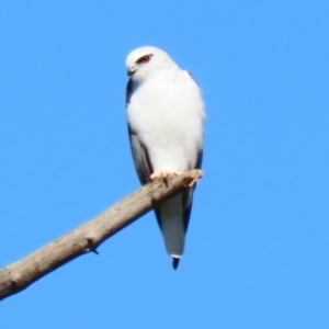 Elanus axillaris at Jerrabomberra, ACT - 8 May 2022