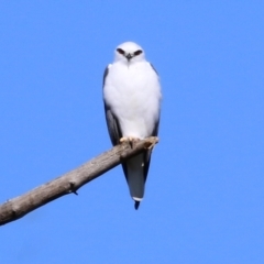 Elanus axillaris at Jerrabomberra, ACT - 8 May 2022