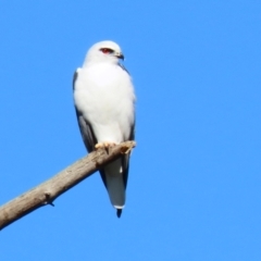 Elanus axillaris at Jerrabomberra, ACT - 8 May 2022