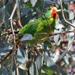 Lathamus discolor at Campbell, ACT - 8 May 2022