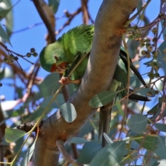 Lathamus discolor at Campbell, ACT - 8 May 2022