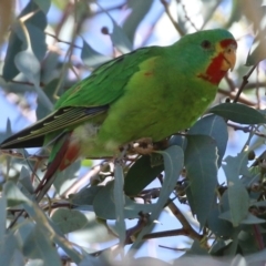 Lathamus discolor at Campbell, ACT - 8 May 2022