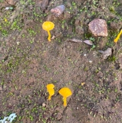 Lichenomphalia chromacea (Yellow Navel) at Fentons Creek, VIC - 5 May 2022 by KL