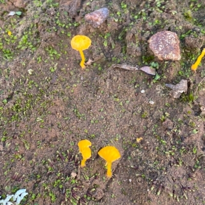 Lichenomphalia chromacea (Yellow Navel) at Fentons Creek, VIC - 5 May 2022 by KL
