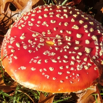 Amanita muscaria (Fly Agaric) at Turner, ACT - 5 May 2022 by LD12