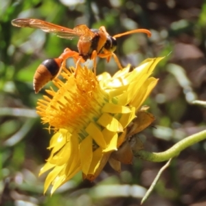 Delta bicinctum at Sutton, NSW - 8 May 2022