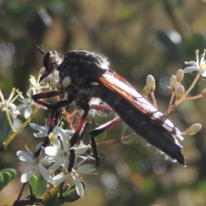 Chrysopogon muelleri at Paddys River, ACT - 23 Jan 2022