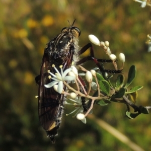 Chrysopogon muelleri at Paddys River, ACT - 23 Jan 2022 05:09 PM