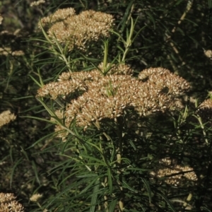 Cassinia longifolia at Paddys River, ACT - 23 Jan 2022 05:12 PM