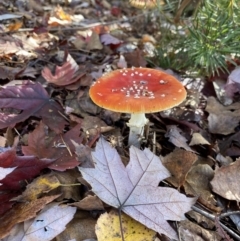 Amanita muscaria (Fly Agaric) at Bright, VIC - 9 May 2022 by jks