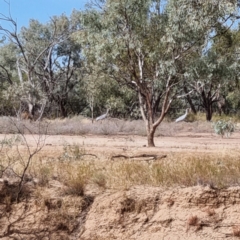 Antigone rubicunda at Thargomindah, QLD - 9 May 2022 11:53 AM